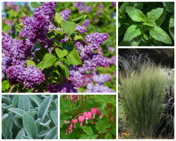 lilac, mint, lamb's ear, bleeding hearts, and prairie grasses